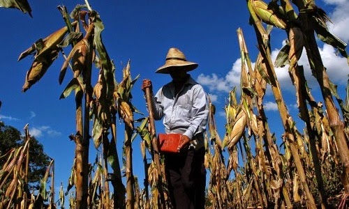 FAO: Escasez de agua pone en riesgo la producción de alimentos en el mundo