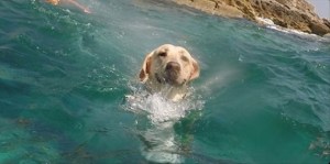 Conoce a Walter, el perro que disfruta del mar (Foto + Video)