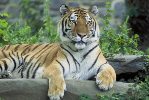 VIDEO impresionante: Se topan con un tigre en plena vía y la reacción del animal no fue la esperada
