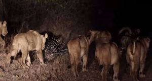 ¡Impresionante! Sobrevive a emboscada de ocho leonas (Video)