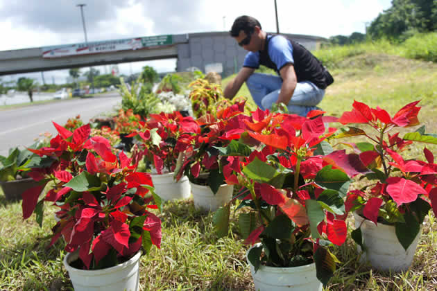 Plantas de Navidad se consiguen hasta en 250 bolívares