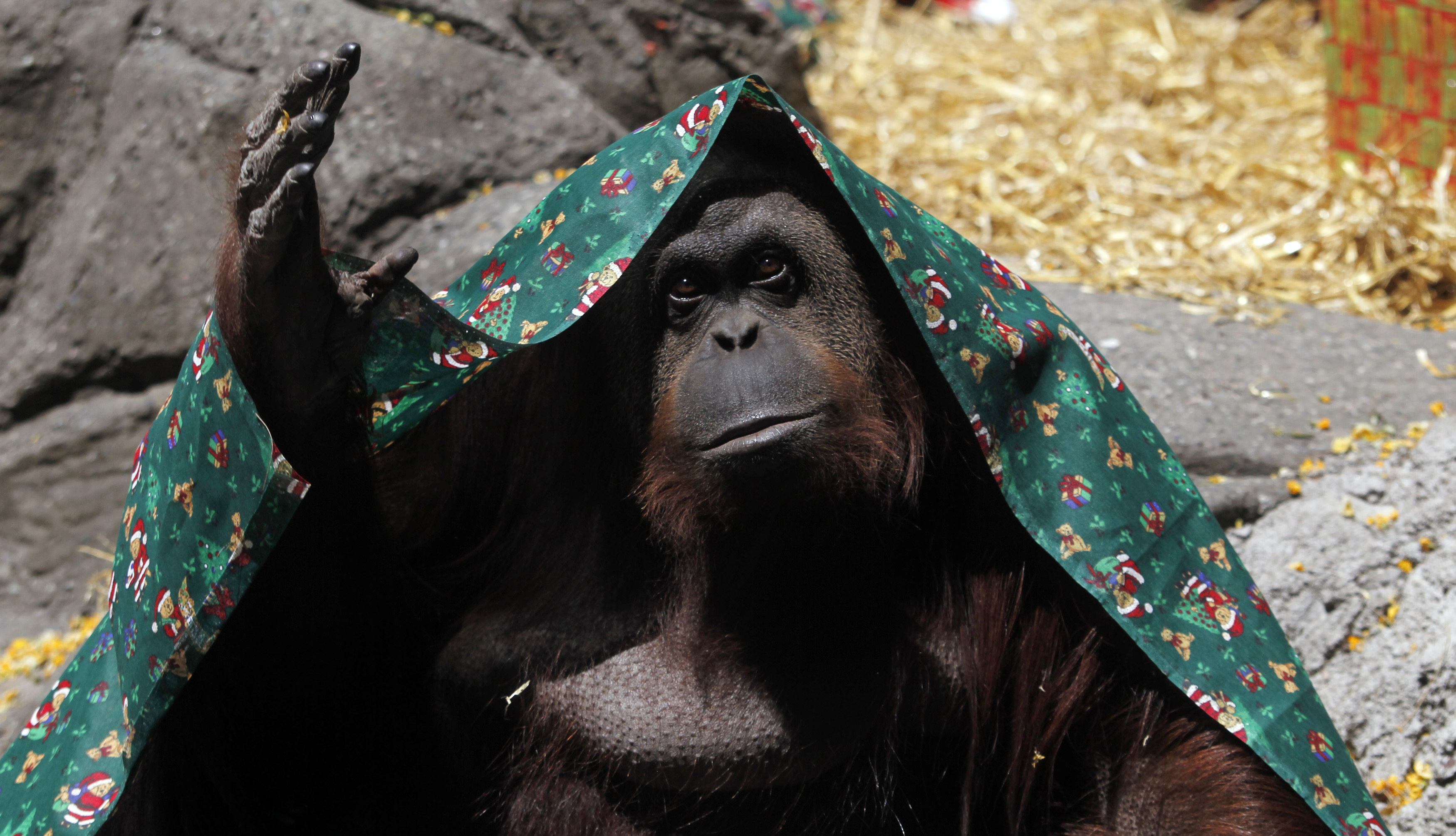 Orangután cautivo tiene derecho humano a la libertad, decide la Corte