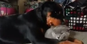 El amapucheo de un rottweiler a un gatito (Video + awww)