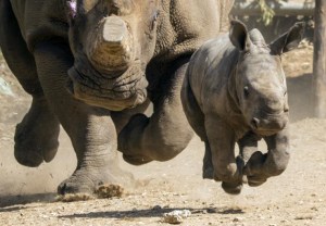 Queman cuernos de rinoceronte con valor de un millón de dólares