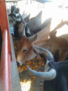 La pelazón llegó a la alimentación del ganado (Fotos)