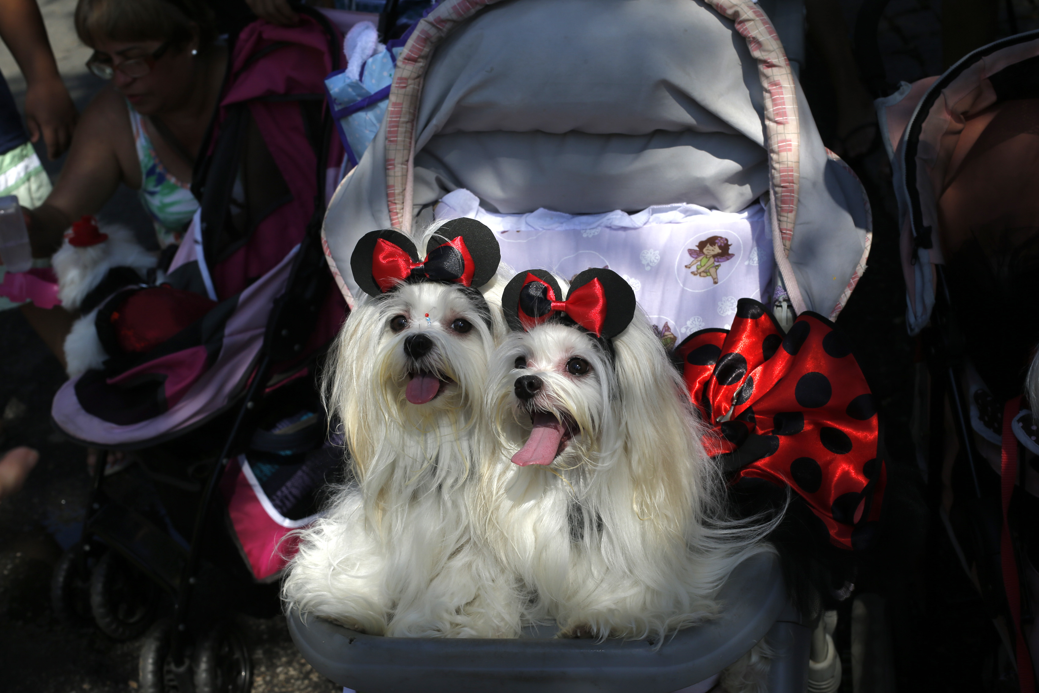 Los perros también celebran el carnaval en Río de Janeiro