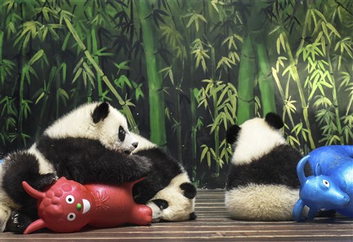 Cuatro minutos con los 30 datos más curiosos sobre pandas que debes conocer (Video)