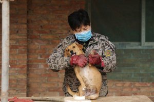 Mujeres chinas cuidan más de 1.000 perros callejeros
