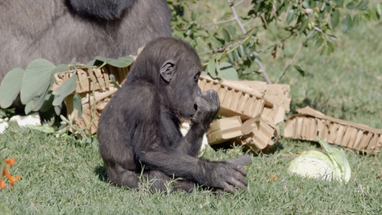 La gorila Joanne del zoológico de San Diego cumple un año