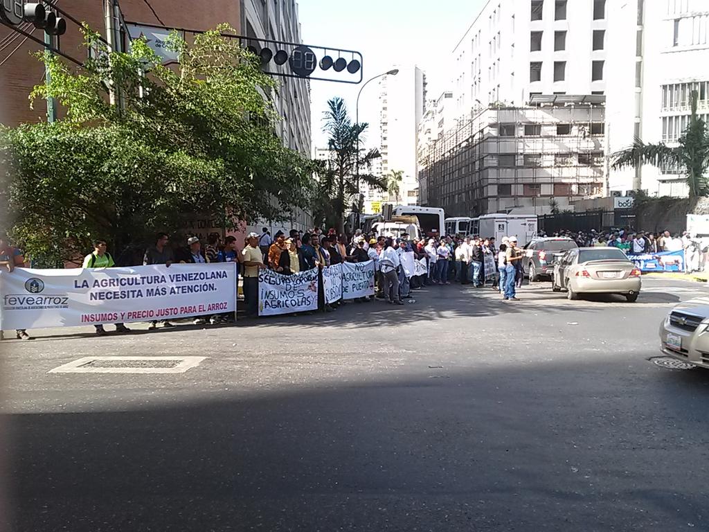 Productores de arroz y ganaderos protestan en La Candelaria (Fotos)