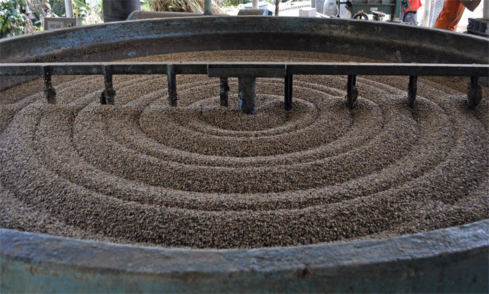 Consumo de café se ve afectado por retraso en cosecha