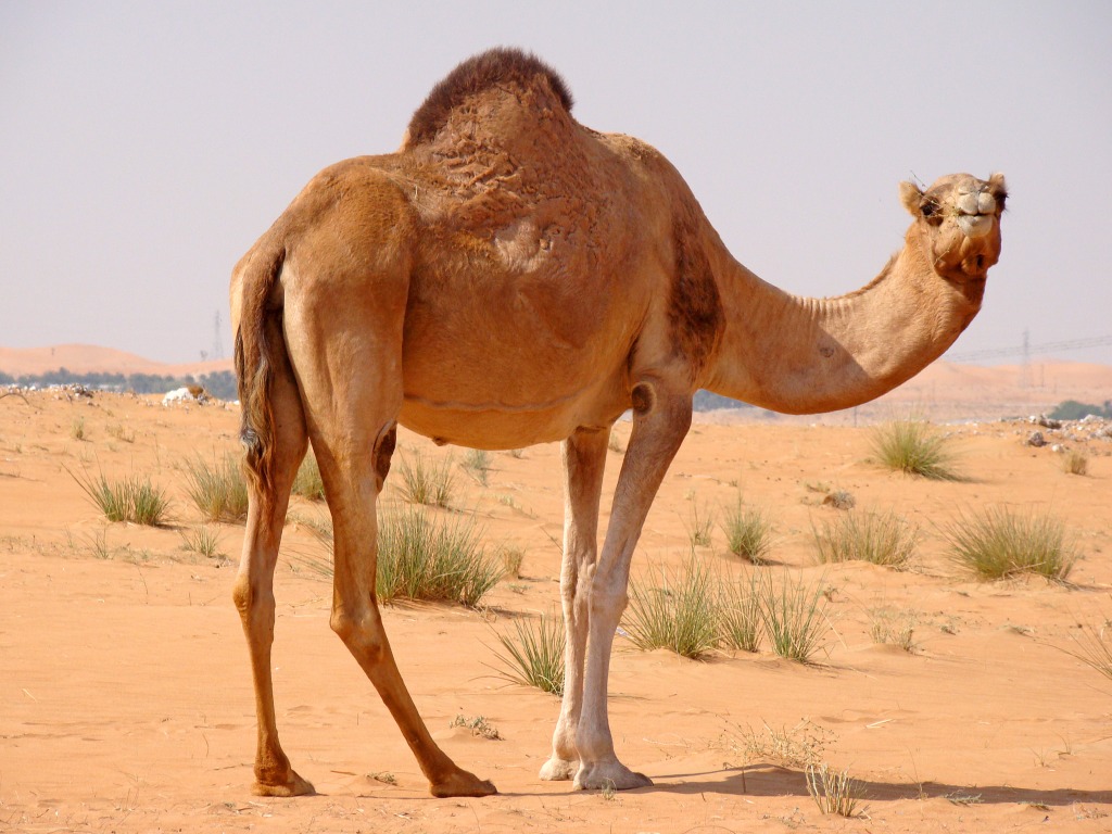 La primera camella clonada dará a luz a fines de año en Dubái