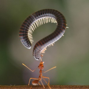 FOTO: Una hormiga y un ciempiés forman un signo de interrogación