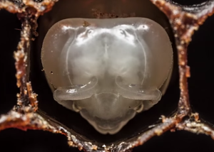 Ni tan hermoso el time-lapse sobre el nacimiento de las abejas (Video)