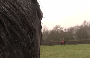 ¿Cuán buena es la memoria de los caballos? Mira el reencuentro entre estos ejemplares separados en la infancia(Video)