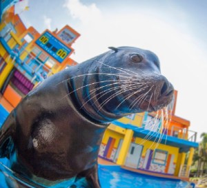 SeaWorld Parks & Entertainment está listo para el verano