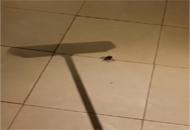 Hombre mata araña con escoba y mira lo que sucede (VIDEO)