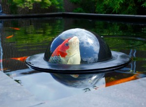 El mundo al revés: Ahora los peces pueden mirar a las personas (Fotos)