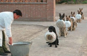 LA FOTO: Increíblemente ordenados, estos perros esperan por su ración de comida