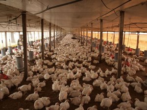 Déficit de producción de pollo es de 50 mil toneladas al mes