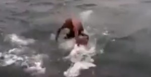 VIDEO: Serían venezolanos los idiotas que “surfean” sobre un tiburón ballena
