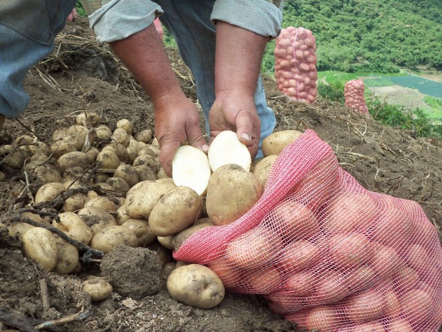 Productores de papa esperan semillas para siembra en Lara