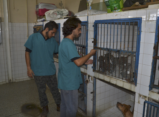 En Lara no hay insumos para las mascotas