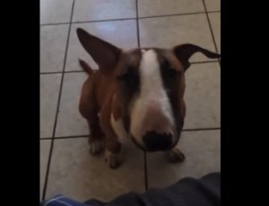 El curioso caso de Zeus, el perro que dice “mamá” (VIDEO)
