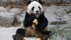Volverán a intentar la reproducción asistida de un panda gigante