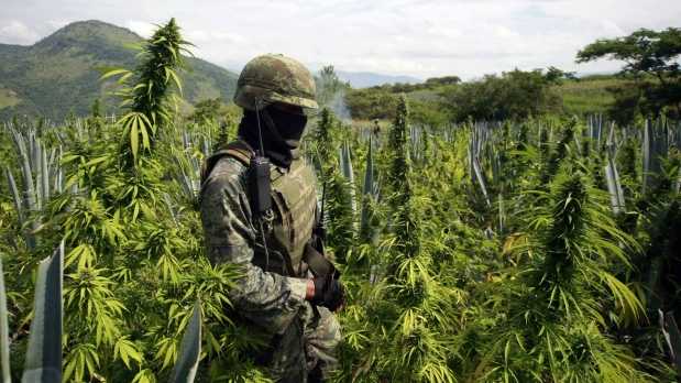 Perú incinera 1,2 toneladas de droga