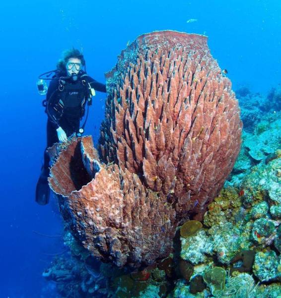 giant barrell coral