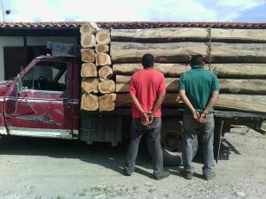Detienen a bachaqueros de la madera en Barinas