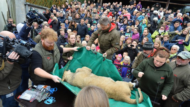 Un zoológico disecciona un león en público pese a protestas en Dinamarca (Fotos)