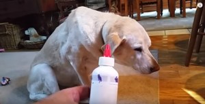 ¡Hilarante! La reacción de este perro cuando tiene que tomar su medicina (Video)