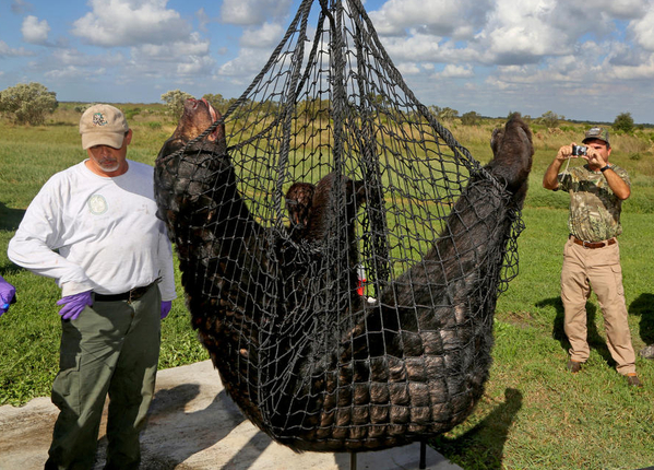 Florida planea abrir segunda temporada de caza de osos