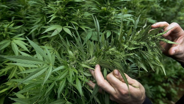 Canadá presentará el próximo año su ley para legalizar la marihuana