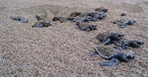 Calentamiento amenaza con freír nidos de tortuga en Panamá