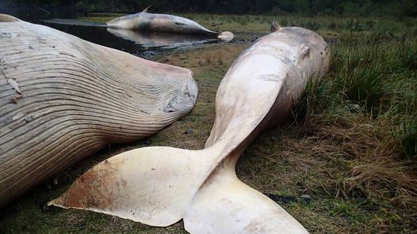 Más de 330 ballenas muertas en las costas de Chile