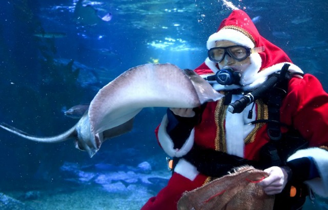 Martin Hansel lleva un traje de Santa Claus sobre su equipo de buceo ya que alimenta un rayo durante un acto promocional en el acuario Sea Life en Berlín el 2 de diciembre de 2015. AFP PHOTO / DPA / BRITTA PEDERSEN