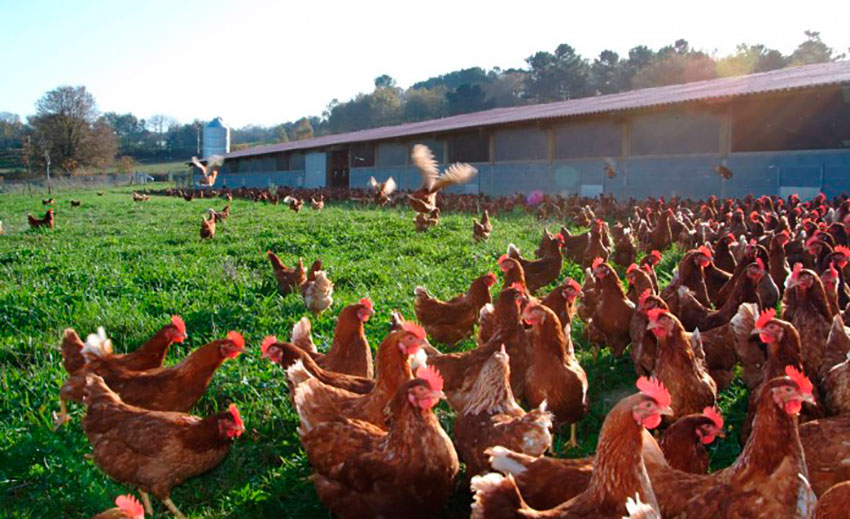 El 25% de granjas de gallinas ponedoras podrían cerrar sus puertas