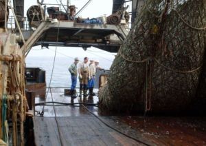 ¡Aterrador! Pescadores encuentran un monstruoso tiburón en sus redes (Fotos)