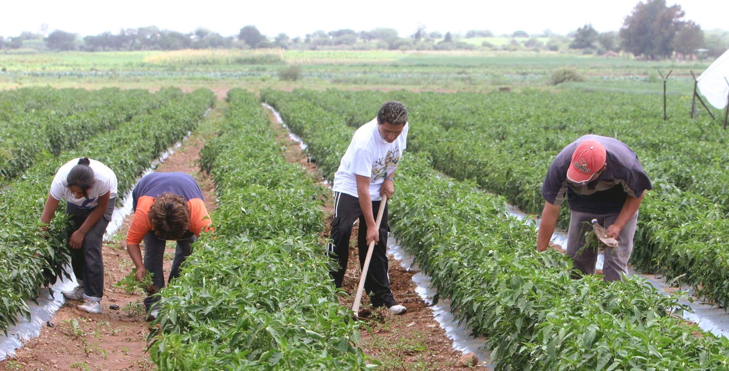 Agropecuarios andinos anuncian cierre técnico por la falta de insumos