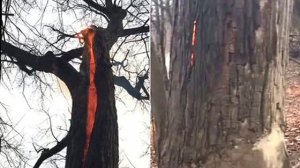 VIDEO: El árbol “diabólico” que se hizo viral en YouTube