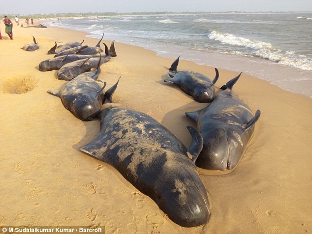 Un centenar de ballenas piloto se quedan varadas en la costa meridional india (fotos)
