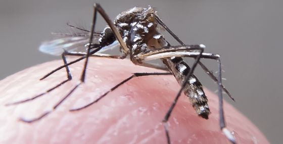 Al menos 51 casos de zika en Estados Unidos