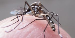 Las diez preguntas y respuestas clave que debes conocer sobre el virus zika