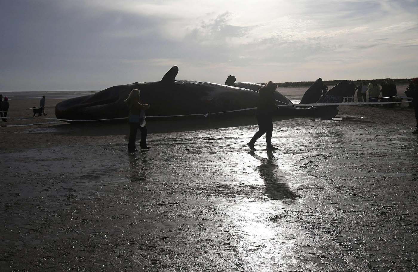 Impactantes imágenes de ballenas muertas en las playas de Inglaterra