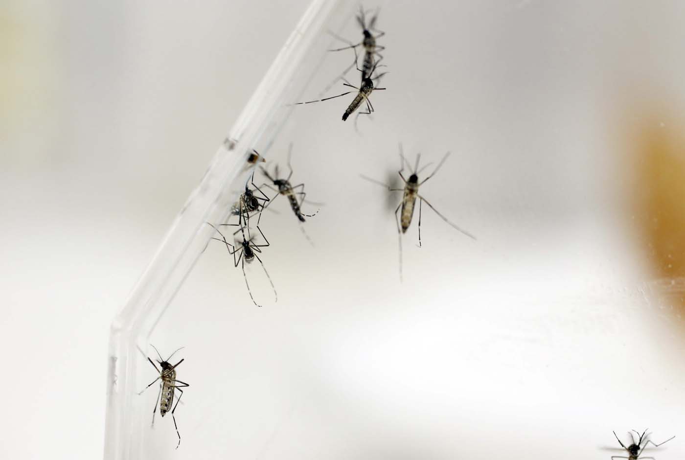 Aumentan casos de dengue y Chikungunya en Venezuela, asegura médico infectólogo Julio Castro