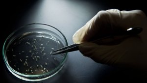 Confirman primer caso de virus Zika por transmisión sexual