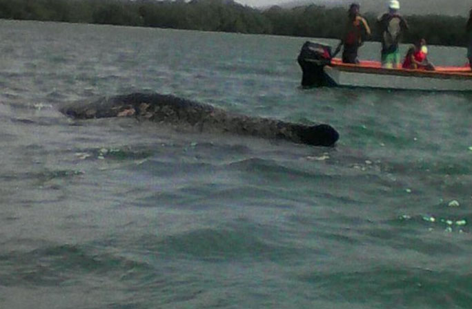 Ballena gris quedó varada en el Golfo de Cariaco